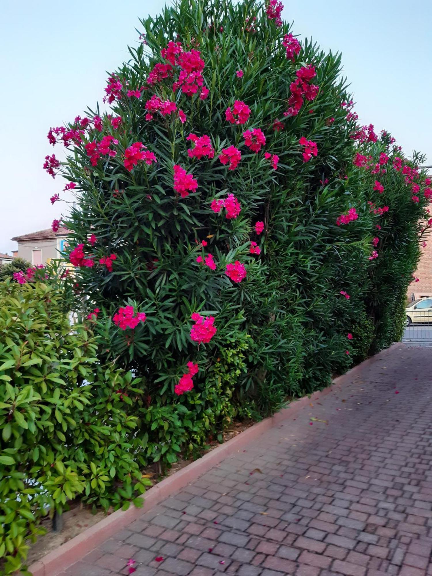 Bed and Breakfast La Casina Gambettola Exterior foto